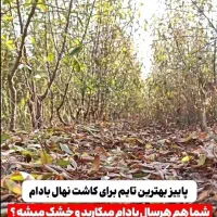 نهالفروشی نوین نهال ارسال تمام شهرها|خدمات باغبانی و درختکاری|تهران, حر|دیوار