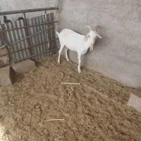 بز سانن