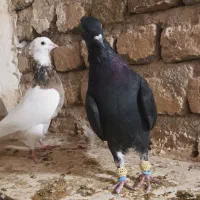 زیل دم سفید طوقی