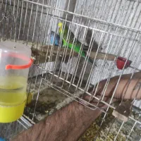 تعدای مرغ عشق  روی جوجه وتخم