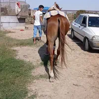 اسب کورسی|اسب و تجهیزات اسب‌سواری|تهران, آسمان|دیوار