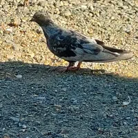 کفتر سور ملقی