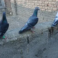 دوجفت کبوترالمانی|پرنده|نیمبلوک, |دیوار