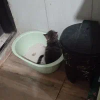 بچه گربه|گربه|کرج, خلج آباد|دیوار