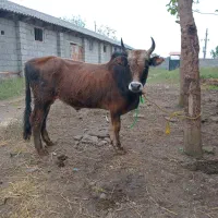 ورزا کوله گرگی چالوسی ۱۱۰ تایی|حیوانات مزرعه|آستانه اشرفیه, |دیوار