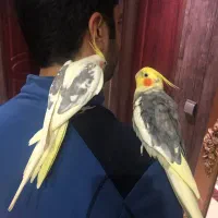 عروس هلندی دستی سخنگو نر|پرنده|تایباد, |دیوار