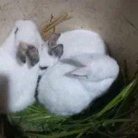 بچه خرگوش|موش و خرگوش|آزادشهر, |دیوار