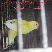 جفت کوتوله مولد رنگ و نژاد خاص معاوضه با گرینچیک..|پرنده|بابل, |دیوار