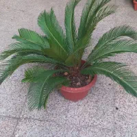 گل سیکاس