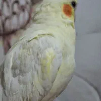 جفت عروس هلندی|پرنده|شیراز, فرگاز|دیوار