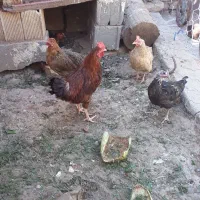 مرغ جوجه فروشی هست ب علت نیاز مالی میفروشم