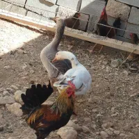 غاز دونه ی تمن ادرسم پرکدونه خاستیت بگید