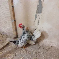 مرغ و خروس جاپنیز