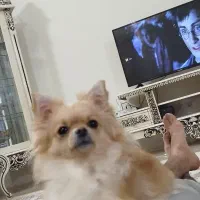 سگ پامر|سگ|مشهد, ایثار|دیوار