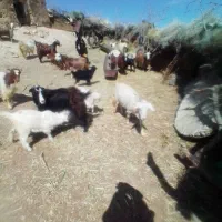 بز زایده همه جوان جفت 40