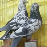 کبوتر ترونی و یاهو سفید