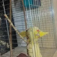 فروش|پرنده|علیآباد کتول, |دیوار