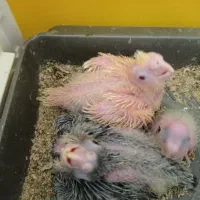 جوجه عروس هلندی