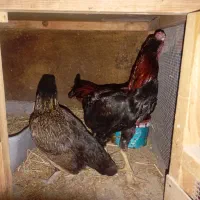 مرغ و خروس مولدو کوشامو با هشتا جوجه