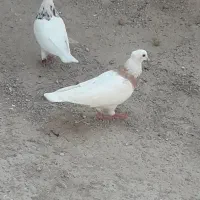 چهار تاکبوترطوقی