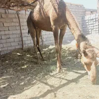 مجی عاقل ماری