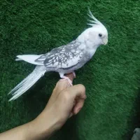 عروس ماده