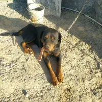 روتوایلر ماده 2ساله