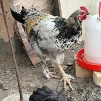خروس جوان