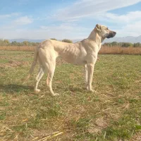 سگ ماده ۱۳ ماهه