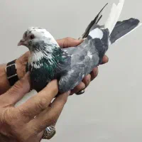 کفتر آس|پرنده|گلستان (تهران), |دیوار