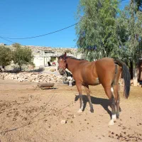 مادیان گمشده محدوده بدره
