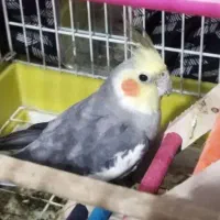 طوطی عروسی|پرنده|الوند, |دیوار