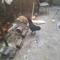 مرغ وخروس|حیوانات مزرعه|ساری, |دیوار