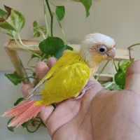 گیرینچیک سانچیک سرلاکی