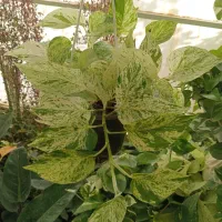 کادو روز زن|گل و گیاه طبیعی|گلبهار, شهر جدید گلبهار|دیوار