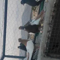 سینه سیاه زرد سرکه ای