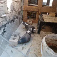 یک جفت کفتر تهرانی