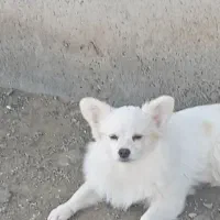 فروش فوری|سگ|رودان, |دیوار