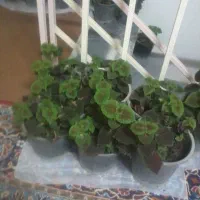 گل حسن یوسف