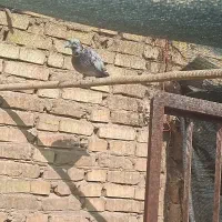 کفتر|پرنده|یزد, |دیوار