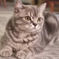 واگذاری گربه بریتیش|گربه|لاهیجان, گلستان|دیوار