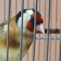 سهره دهن دار پاک پاک