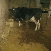 فروش دو راس گاو ابستن یکی ۸ ماه یکی ۷ ماه