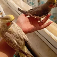 فروش عروس هلندی نرو ماده