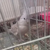 ماده کارداده
