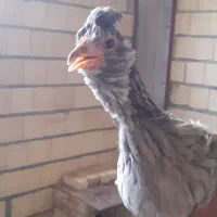 خروس و مرغ گلین اصل|حیوانات مزرعه|فرخشهر, |دیوار