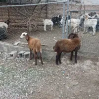 ۲رآس توقلی ماده مخصوص داشتی|حیوانات مزرعه|آق قلا, |دیوار