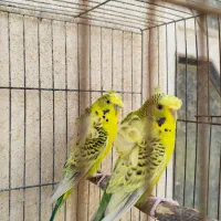 مرغ عشق پروانه ای