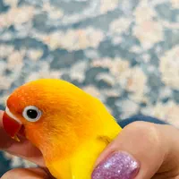 کوتوله برزیلی گمشده ایذه خیابون مدرس