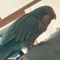 طوطی راهبم گم شده